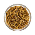 Dried Mealworms – Unseasoned