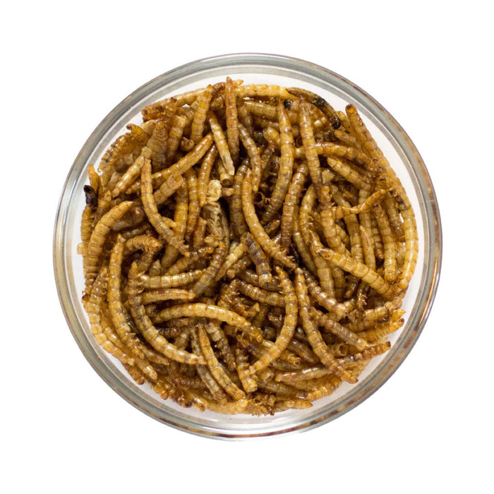 Dried Mealworms – Unseasoned