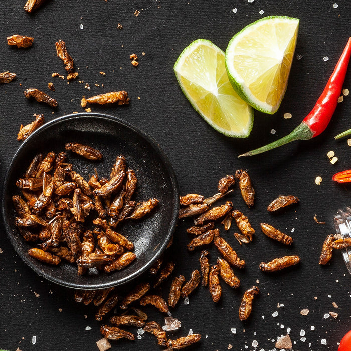 Tasting Bundle: 6× Cricket and Mealworm Packs