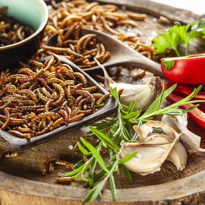 Tasting Bundle: 6× Cricket and Mealworm Packs